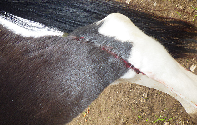 dumped horse  RIMG0017