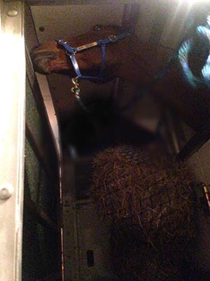 hilly-in-crate