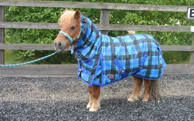 shetland250gcheckside