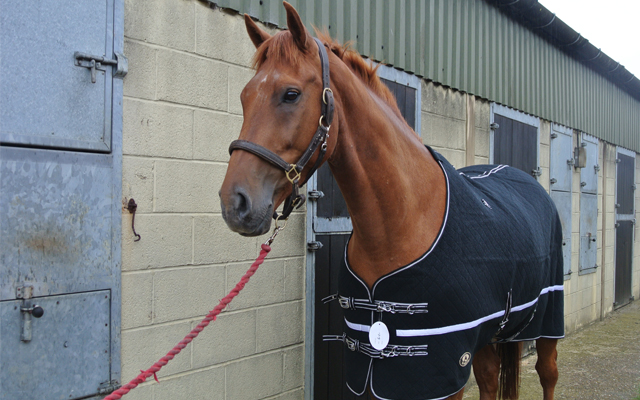 wickingblack2014front