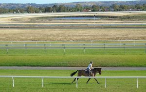 Alice gives Hilly his last canter at Magic Millions