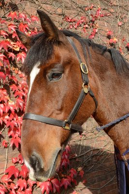 punched police horse promoted