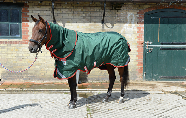 Review of Turn-out rugs; Rug No8, Limited Edition 30th Year Rambo Duo, at Wild Farm Equestrian, near Watford in Hertfordshire, UK on 1st September 2015