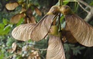 Sycamore seeds are liked to the fatal condition Atypical Myopathy