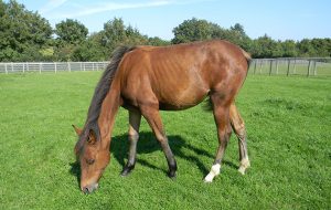 Rosie following rescue