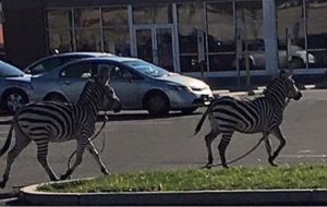 zebras escape circus