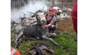 Donkey pictures03