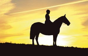 equine euthanasia