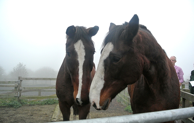 Pilot (right) meeting Falstaff (left) his new buddy from Kings Troop