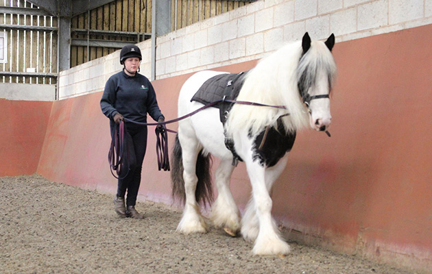 World Horse Welfare Nancy