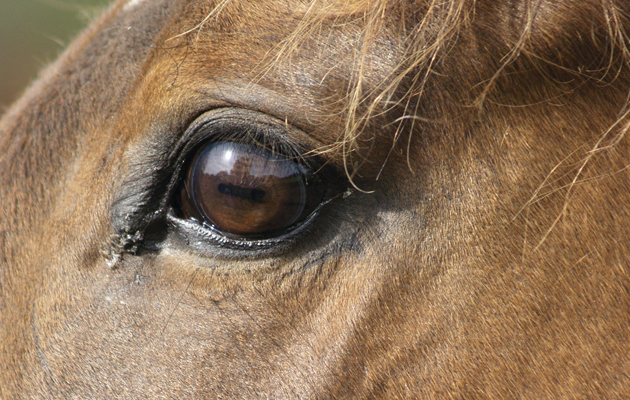 horse's eye