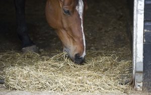 eating hay from the floor