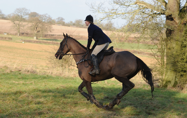 Charlotte Alexander riding Denman during the Duke Of Beaufort Hunt's meet at Ivy Leaze House near Acton Turville in Gloucestershire, UK on 24 January 2015