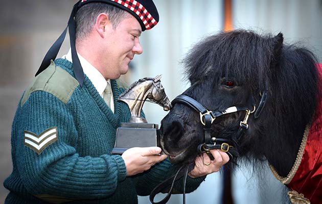Photo Caption:-Pony Major Corporal Mark Wilkinson is responsible for the care, training and welfare of Cruachan III Shetland pony and former Royal Regiment of Scotland Mascot ‘Cruachan III’ was awarded the ‘Tarragon Trophy’ from The British Horse Society today at a special event held in Redford Barracks in Edinburgh. The ‘Tarragon Trophy’ is the British Horse Society ‘Equine Personality’ of the year award and is presented to horses or ponies that have contributed to the community, overcome hardship or deemed to have the personality worthy of the esteemed honour. Helene Mauchlen from the British Horse Society, said: “Every so often the BHS is privileged to meet an equine that has delivered untold benefit to humankind, and Cruachan is just that pony. “In his long life he has brightened the lives of so many people, from casual acquaintances at events, veterans and sick children and on top of that he does his day job of representing, inspiring and motivating our army. “He is a credit to all equines and an example of the untold good that horses and ponies provide. It is our pleasure and a privilege to present him with the Tarragon Trophy.” Shetland pony, Cruachan III, retired in 2012 at the age of 23 after nearly two decades of military service. For almost 17 years he took part in numerous military parades, Highland games and became a much loved addition to the cast of the Royal Edinburgh Military Tattoo. The endearing pony was also a personal favourite of Her Majesty The Queen and attended Balmoral Castle each year when she visited Scotland. Colonel Alastair Campbell, Regimental Secretary of The Royal Regiment of Scotland, said: “Cruachan III marched proudly with Scottish infantry soldiers on parade for 17 years, firstly with the Argyll and Sutherland Highlanders and then The Royal Regiment of Scotland. So we are extremely pleased that the British Horse Society has recognised his service drawing attention to the contribution of S