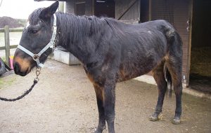 RSPCSA Sparks-Clark pic 4