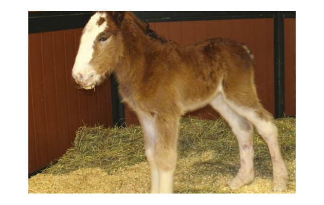 budweiser foal
