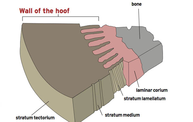 diagram hoof vet