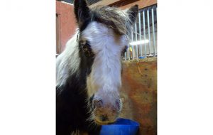 haddiscoe foal