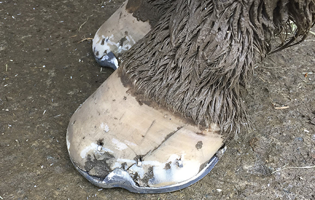 There is a risk of mud fever in such weather conditions