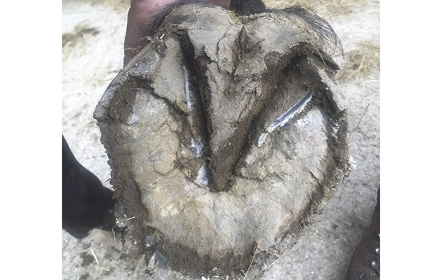 Wet weather plays havoc with feet