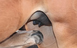 A foal suckling from its dam
