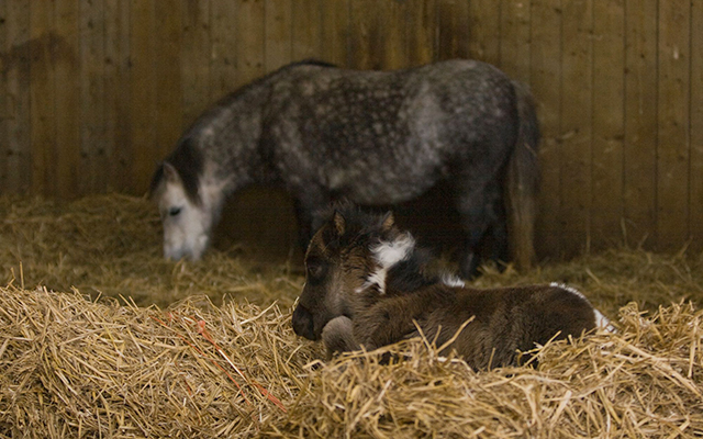 Foal-in-barn