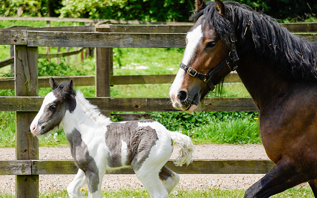 Horse-and-Foal-running