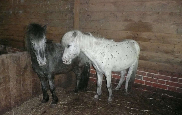 Some ponies were standing two feet deep in faeces