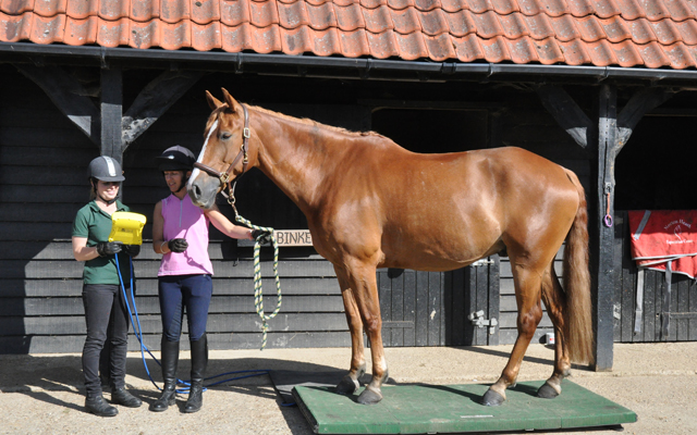 Weighing-horse-via-portable-horse-bridge