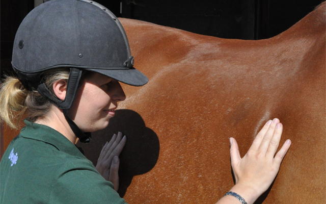 You-should-easily-feel-the-horses-ribs