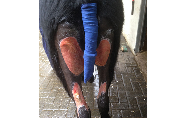 Young pony found with horrific wounds Elsa 2 week