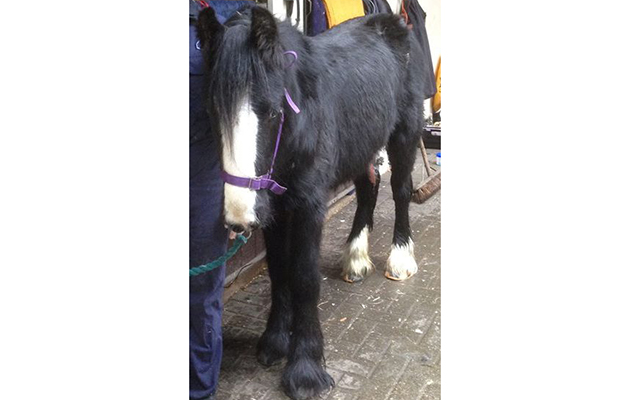 Young pony found with horrific wounds Elsa pony