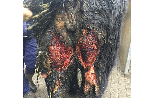 Young pony found with horrific wounds IMG_4811