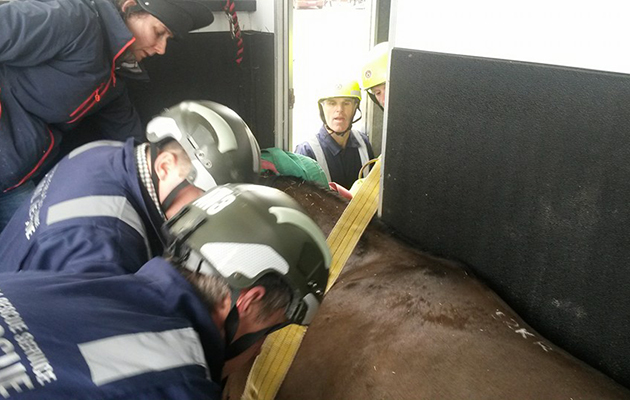 horse fallen through lorry floor 12742307_952659004789402_8355985671767838933_n