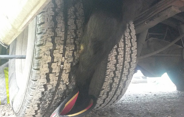 horse fallen through lorry floor 12742460_952658968122739_5553933012383821283_n