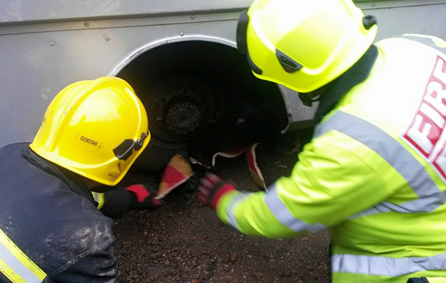 horse fallen through lorry floor 12743765_952659131456056_3901695102489141563_n