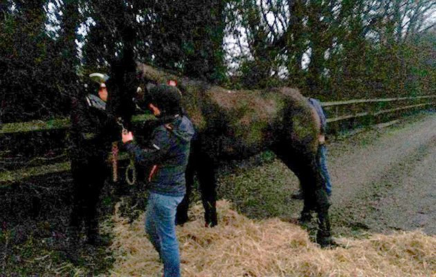 horse fallen through lorry floor 12745417_952659181456051_4782242379473556758_n