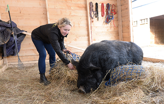 Sarah Parker trying to fill the hay nets without upsetting Percy the yard pig at Sarah & Simon Parker's yard at Glebe Farm in Bronington near Whitcurch in Shropshire, UK on the 1st March 2016