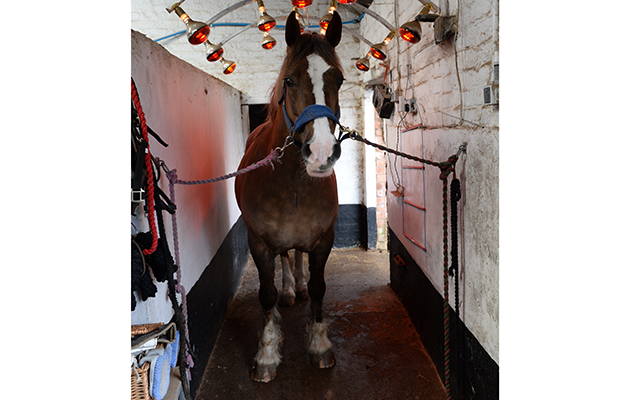 Foxhillfarm Golden Velvet under the solarium at Sarah & Simon Parker's yard at Glebe Farm in Bronington near Whitcurch in Shropshire, UK on the 1st March 2016