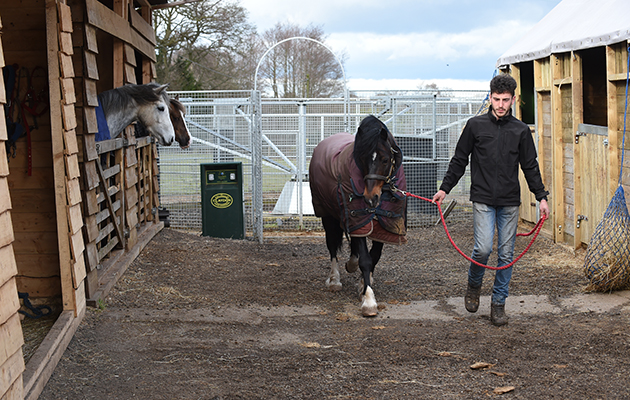Zak Vaughan-Jones bring another pony off the walker at Sarah & Simon Parker's yard at Glebe Farm in Bronington near Whitcurch in Shropshire, UK on the 1st March 2016