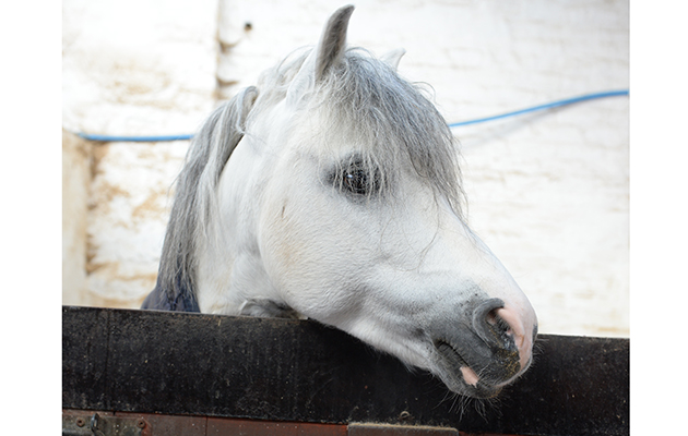 Rembrandt, 2015 HOYS supreme Champion, at Sarah & Simon Parker's yard at Glebe Farm in Bronington near Whitcurch in Shropshire, UK on the 1st March 2016