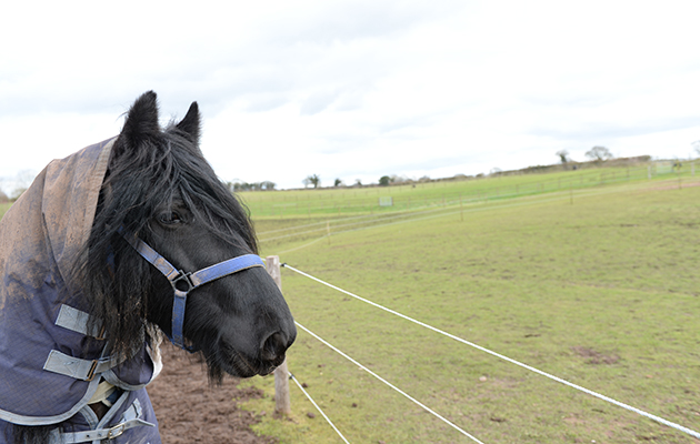 Paddocks at Sarah & Simon Parker's yard at Glebe Farm in Bronington near Whitcurch in Shropshire, UK on the 1st March 2016