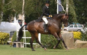 Broadstone Doulton Supreme horse RIHS 2005