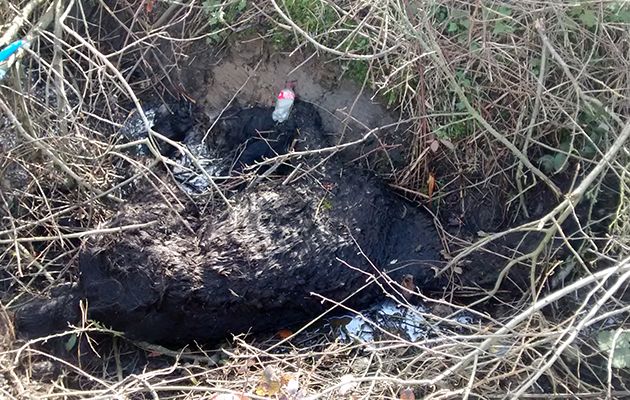 Dead horse dumped in a ditch 1