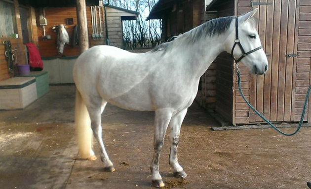 Screen Shot 2016-03-31 at 11.55.07