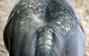 SKIN CONDITION CAUSED BY ALLERGY TO FLY AND MIDGE BITES THEN AGGREVATED BY RUBBING AND SCRATCHING TO ALLEVIATE SYMPTOMS. DERMATITUS SORES ITCH SCRATCH BALD