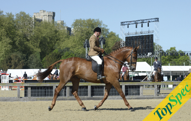 GRAND SLAM ridden by Mr Robert Walker for owner Jill Day Champion in the Novice Hunter Championship during the Royal Windsor Horse Show in Windsor Castle, Berkshire, UK between 13th-17 May 2015