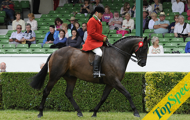Horse No 360 winner of the Top Spec Supreme Ridden Horse Championship at the Great Yorkshire Show on 10 July 2013