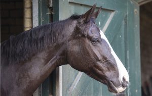 horse head over stable door