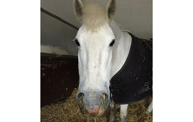 strangles outbreak article 2